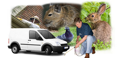 Great Torrington local van